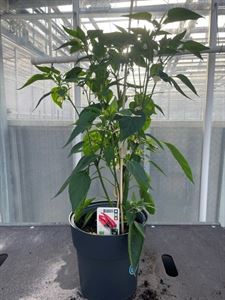 Afbeelding van Peper. Spaanse Peper TP23cm